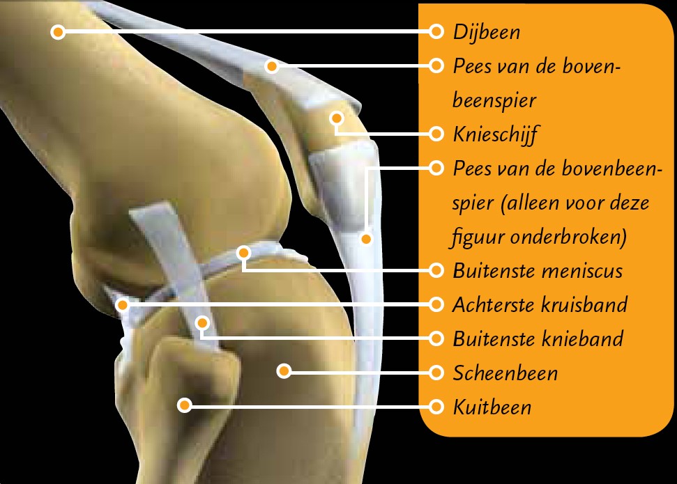 Artroscopie van de knie (kijkoperatie)